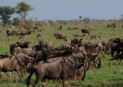 7-Day Journey of the Wildebeest Safari