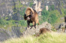 9-Day Ethiopian Wildlife Tour