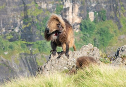 9-Day Ethiopian Wildlife Tour