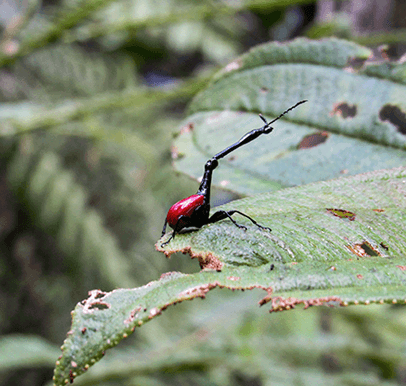Andasibe-Mantadia National Park