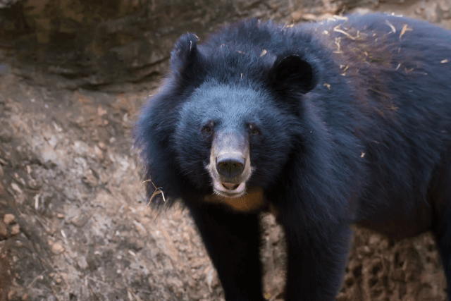 Asiatic Black Bear