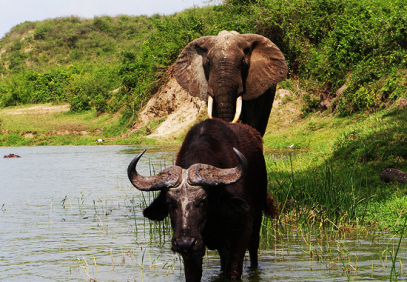 3 Days Queen Elizabeth Uganda Safari