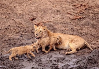 4-Day Tarangire, Serengeti, Ngorongoro Camping Safari