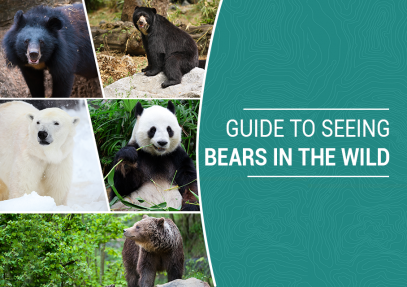 Guide to Seeing Bears in The Wild
