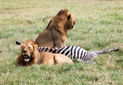 5 Days Tanzania Popular Safari