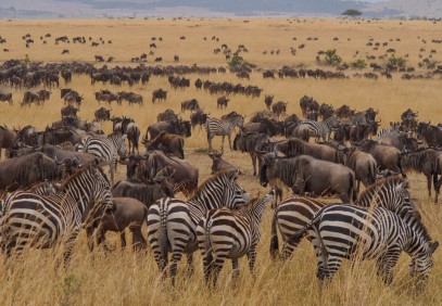 5 Days Serengeti Great Migration Safari