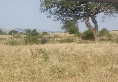 4 Days Masai Mara Lodge Safari