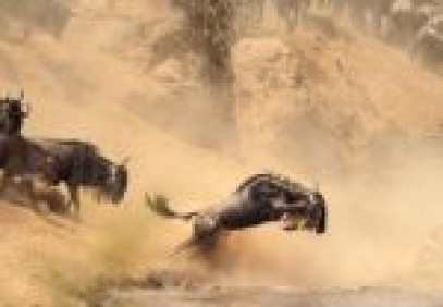 3 Days Masai Mara Lodge Safari