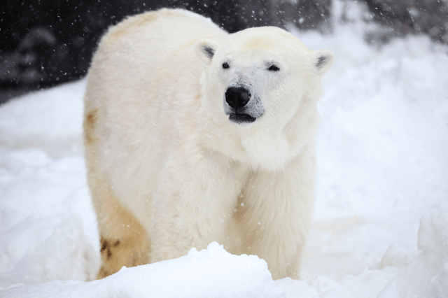 polar bears