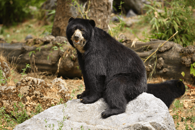 spectacled bears