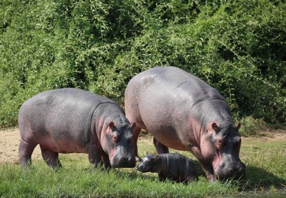 9 Days Uganda Safari