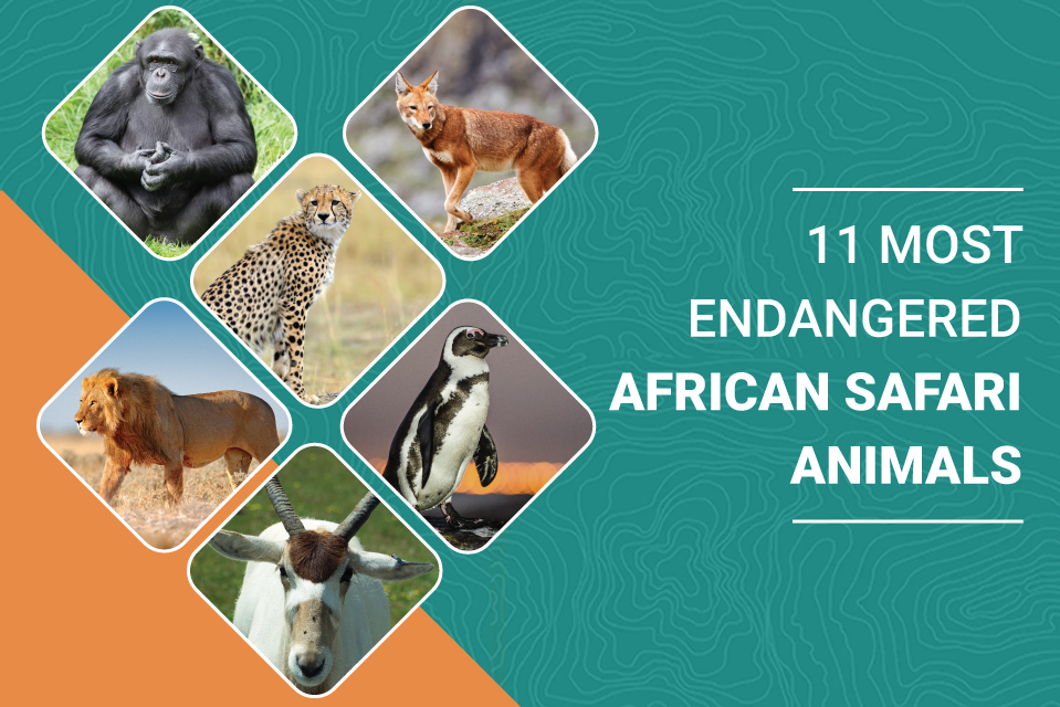 11 Most Endangered African Safari Animals