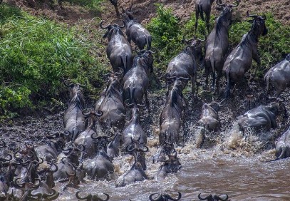 Serengeti Migration Safari
