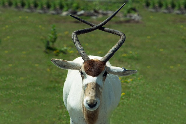 Addax