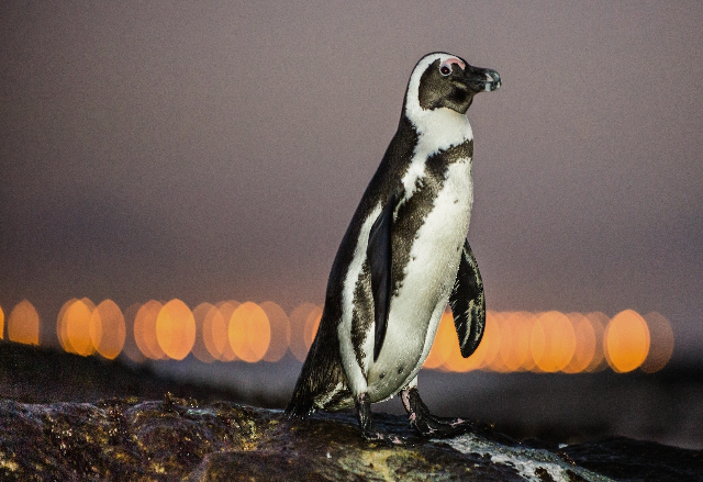 African Penguin
