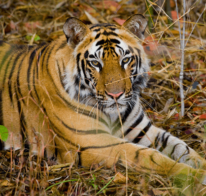 Bandhavgarh National Park