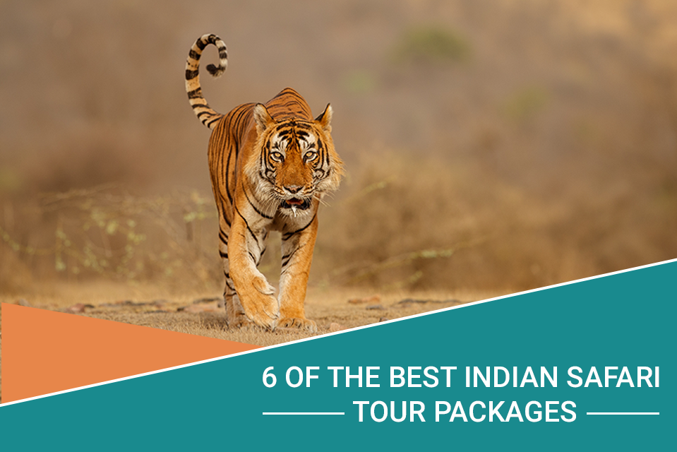 6 of the Best Indian Safari Tour Packages