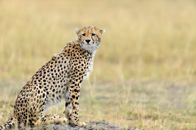 Cheetah