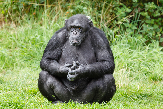 Common Chimpanzee