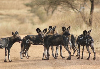 3-Day Experience the Wild Safari to Maasai Mara