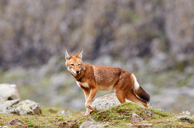 Ethiopian Wolf