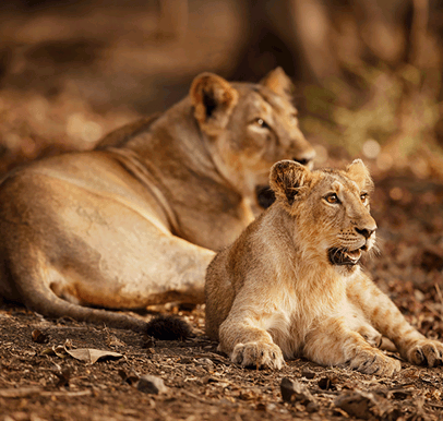Gir National Park