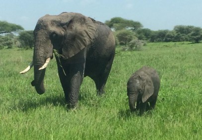 2 Days Tarangire and Ngorongoro Crater Safari