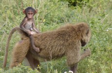 8-Day Serengeti and Zanzibar Extension