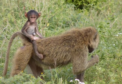 8-Day Serengeti and Zanzibar Extension