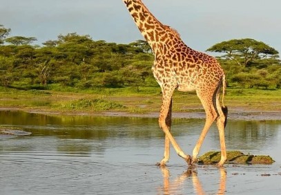 4-Day Essence of Tanzania Safari