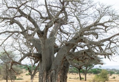 3-Day Touch of Wilderness Safari
