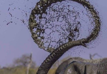 2-Day South Luangwa National Park Safari