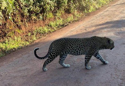 6-Day Path of the Elephant Safari