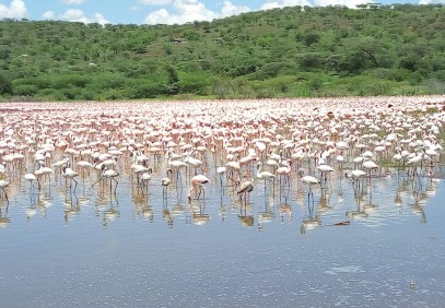 4 Days Nakuru & Masai Mara Safari