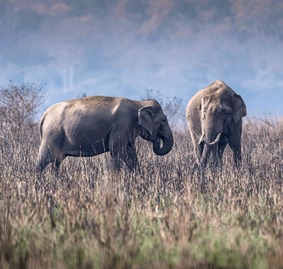 Jim Corbett National Park