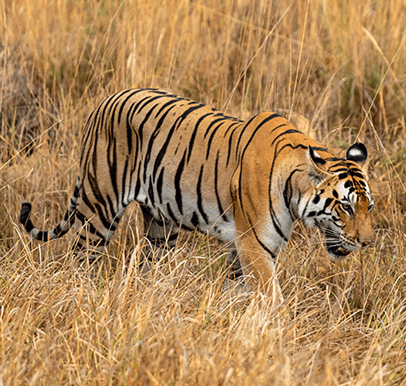 Kanha Tiger Reserve