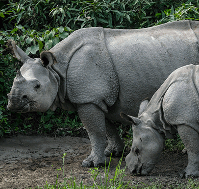 Kaziranga National Park