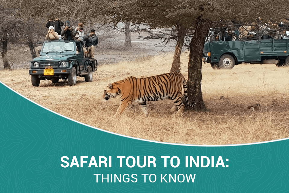 Safari Tour to India: Things to Know