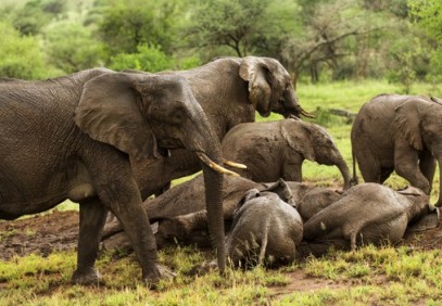 8-Day Tarangire/Manyara/Ngorongoro Crater/Serengeti National Park