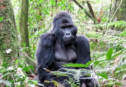 16 Days Uganda Wild Safari