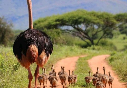SERENGETI TANZANIA SAFARI 3 DAYS WITH NGORONGORO PACKAGE