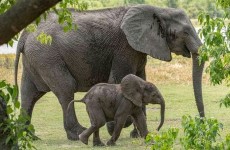 4 DAYS BEST TANZANIA SAFARI LUXURY | LODGE SAFARI | COSTS AND PRICE