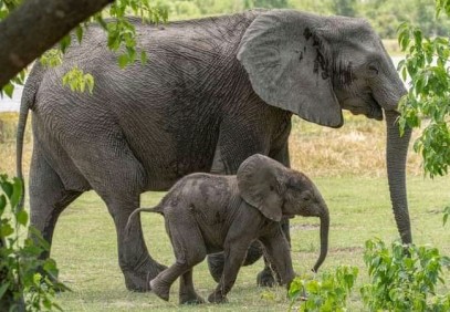 4 DAYS BEST TANZANIA SAFARI LUXURY | LODGE SAFARI | COSTS AND PRICE