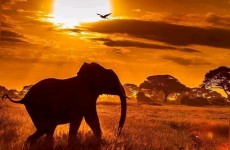 4 DAYS LUXURY SERENGETI-TANZANIA SAFARI LUXURY AND COSTS PACKAGE