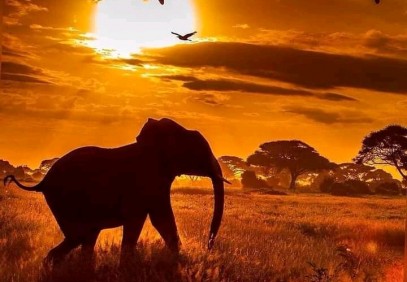 4 DAYS LUXURY SERENGETI-TANZANIA SAFARI LUXURY AND COSTS PACKAGE