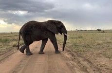 10-Day Tanzania and Zanzibar Safari