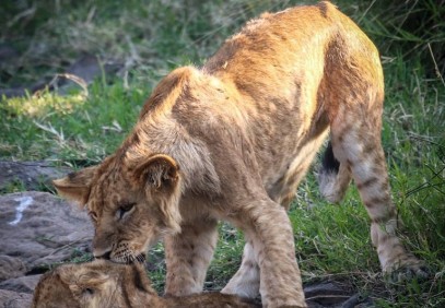 5 Days Naivasha and Masai Mara Adventure Safari