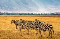 6-Day Tarangire, Serengeti and Ngorongoro Crater Safari