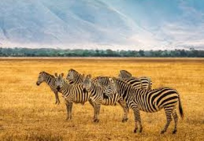 6-Day Tarangire, Serengeti and Ngorongoro Crater Safari