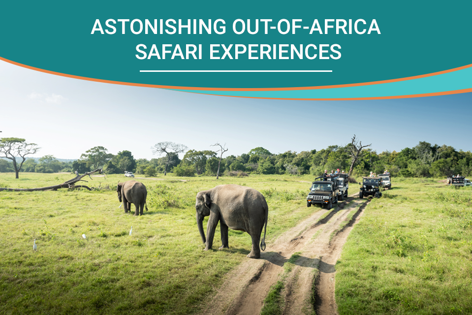Astonishing Out-of-Africa Safari Experiences
